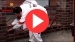 Видео. Кладка ограждения из клинкера и монтаж шляп на столбы забора